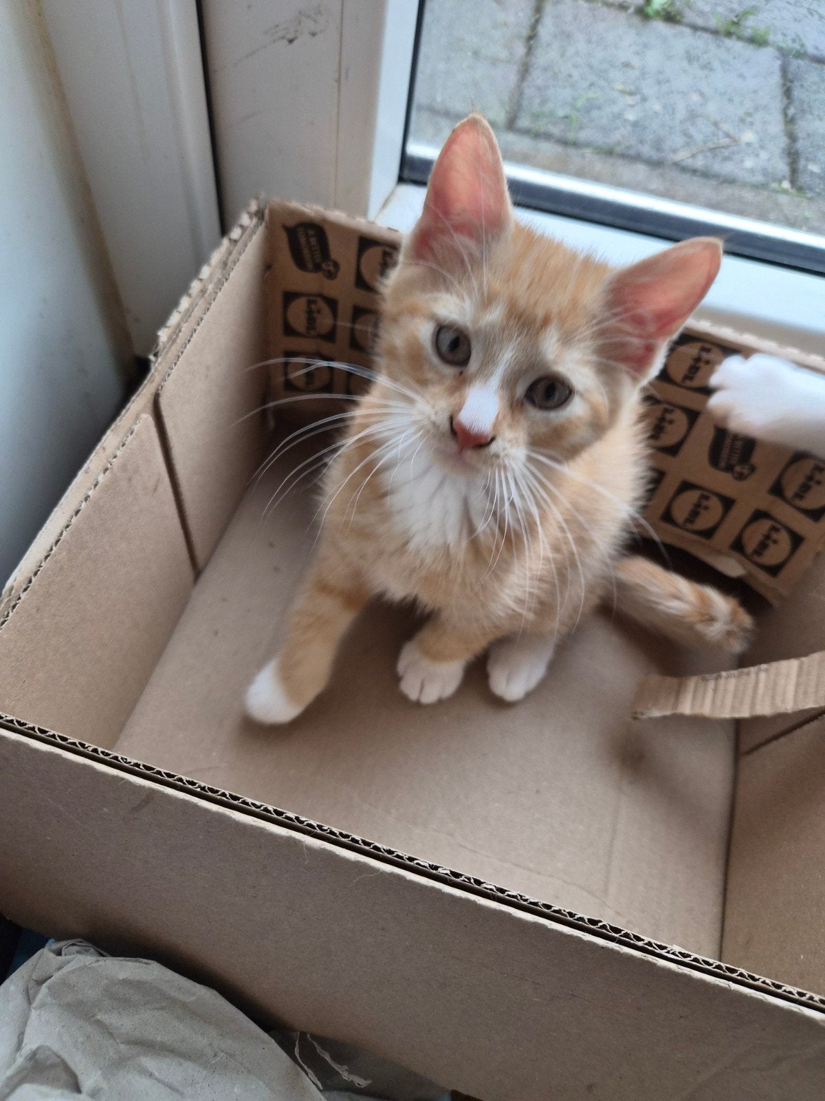 kittens, Kater
