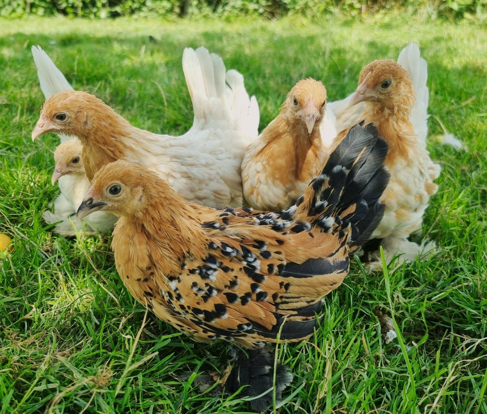 Sabelpootkriel 5 hennetjes, Meerdere dieren, Kip