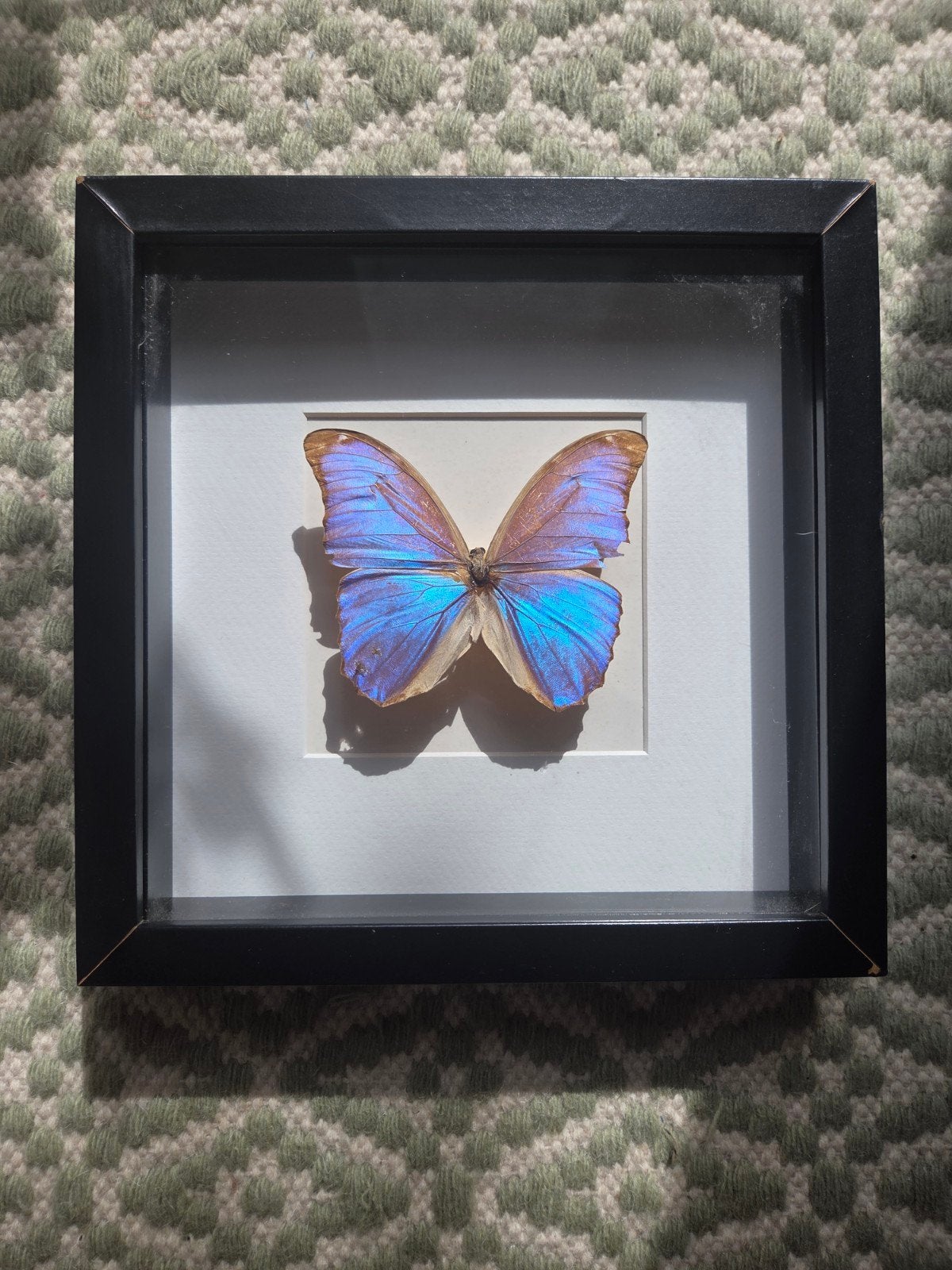 Opgezette vlinder in lijst - Morpho Didius, Ophalen of Verzenden, Zo goed als nieuw, Insect, Opgezet dier