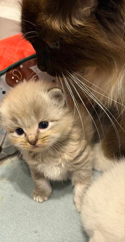 Ragdoll kittens, Meerdere dieren, 0 tot 2 jaar