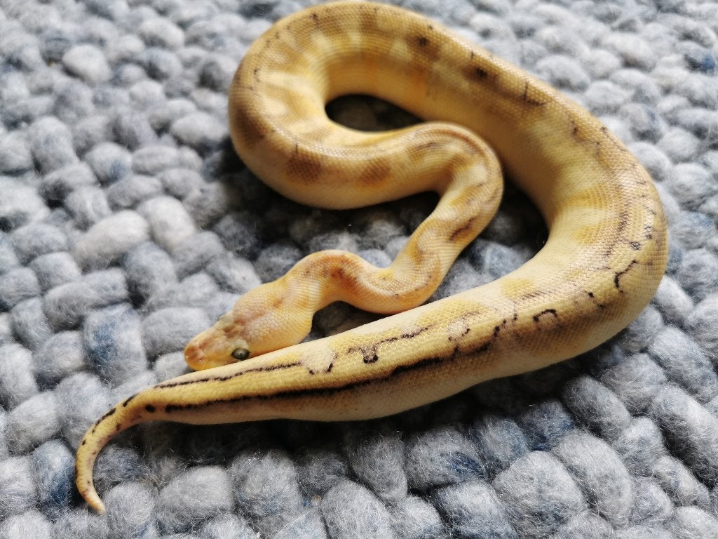 0.1 Champagne Enchi Pastel Koningspython Ball Python photo 4
