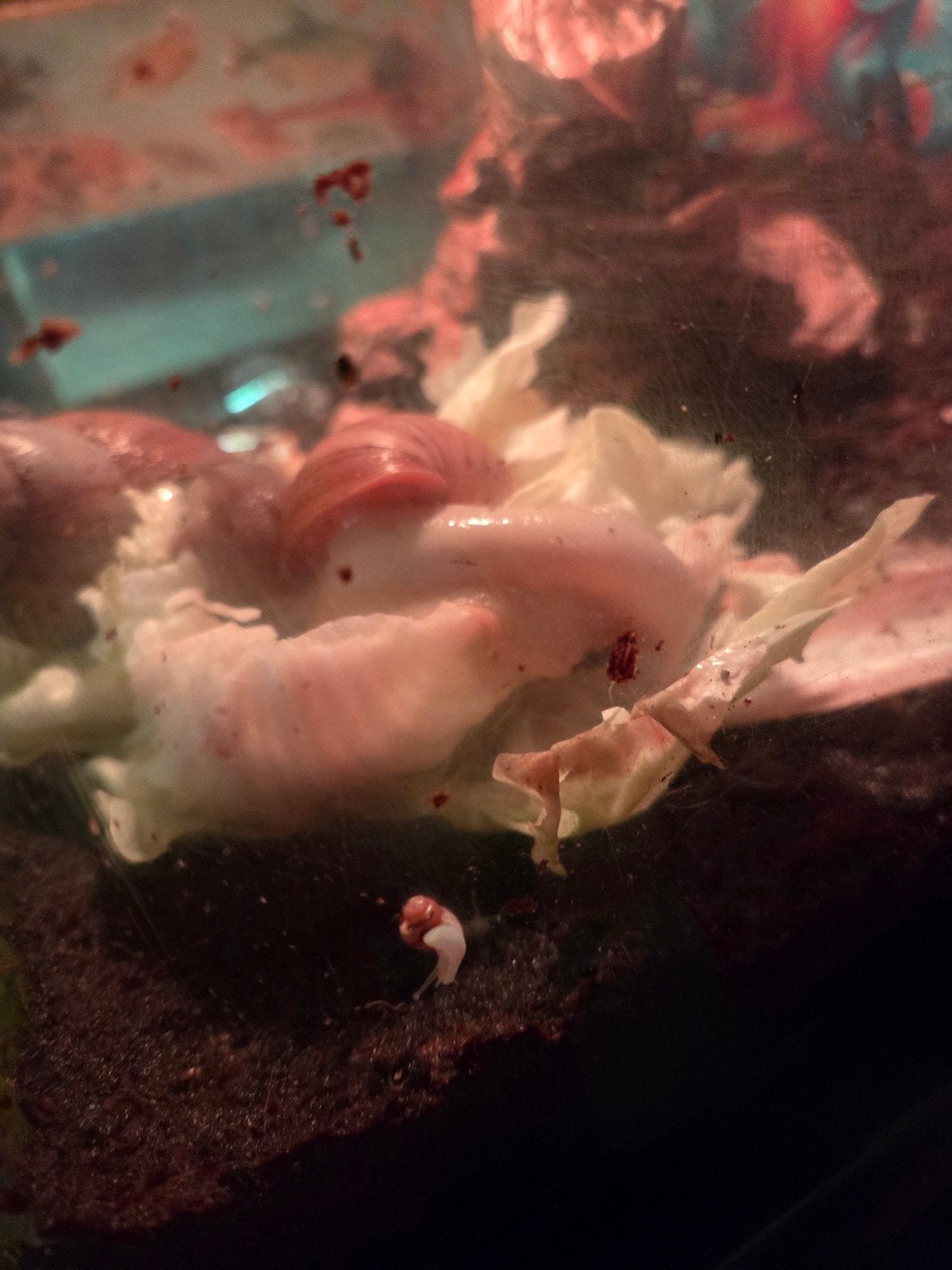 Te koop... baby Reuzen slakken, Dieren en Toebehoren, Reptielen en Amfibieën, Overige soorten, 0 tot 2 jaar