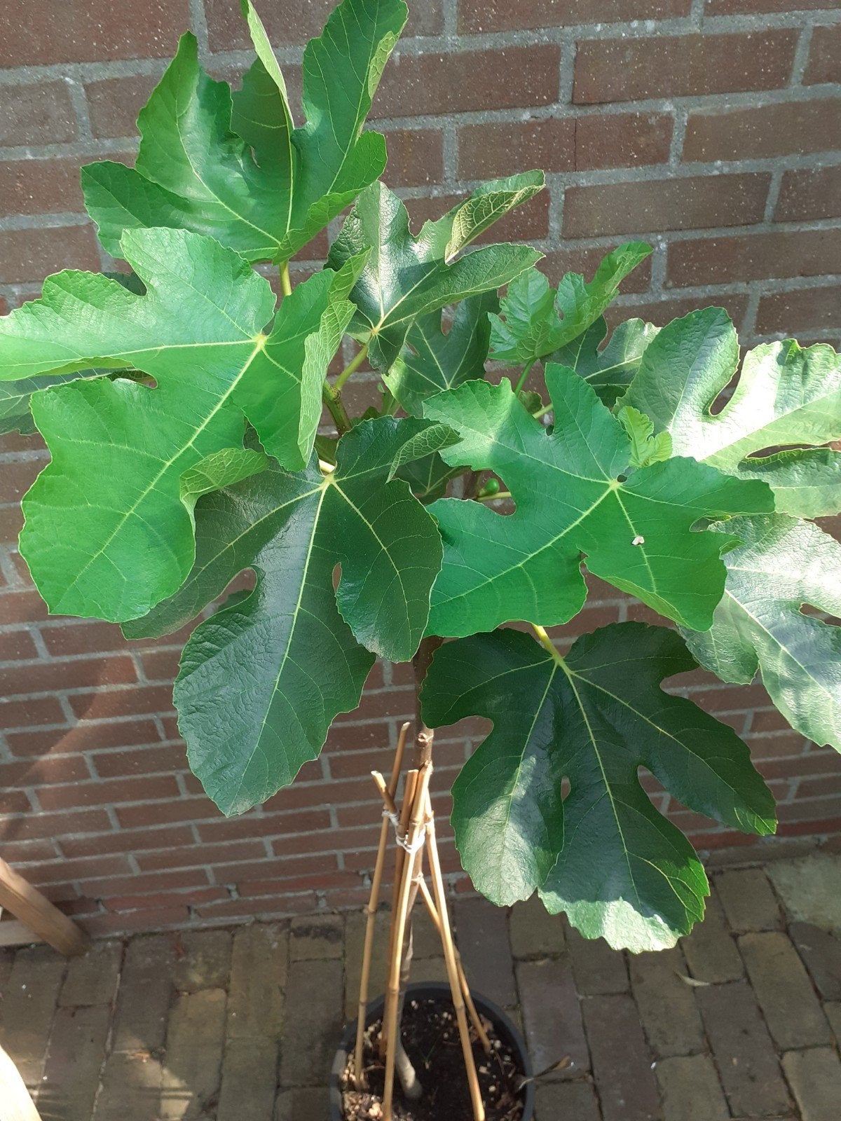 Jonge Vijgenboom in pot - Klaar voor uw tuin!, Ophalen, Lente, Volle zon, In pot