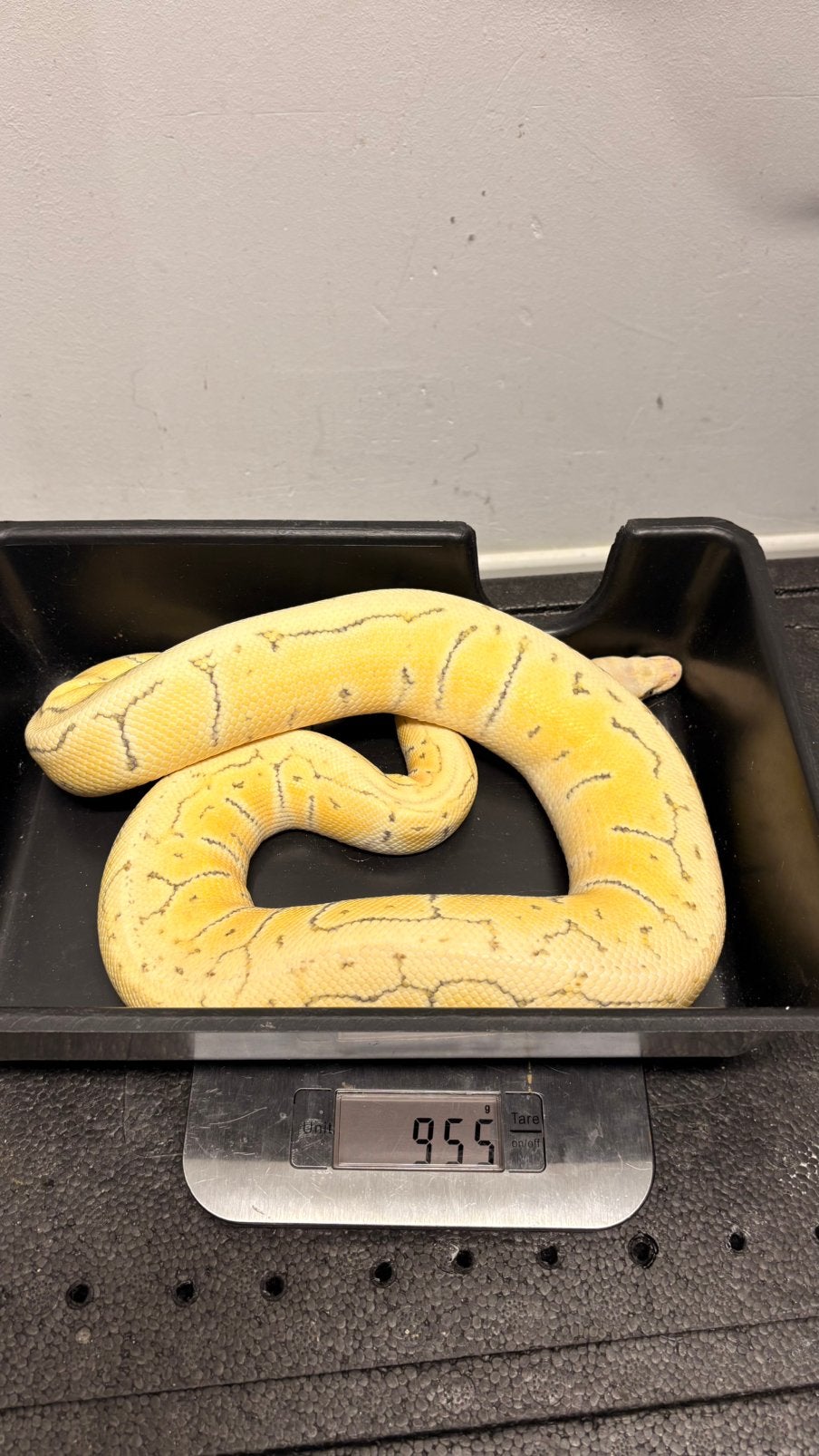 Pastel pinstripe desert ghost ball python Ball Python photo 4