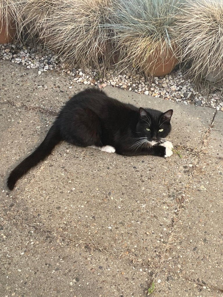 kat, Kater, Gechipt, 6 jaar of ouder