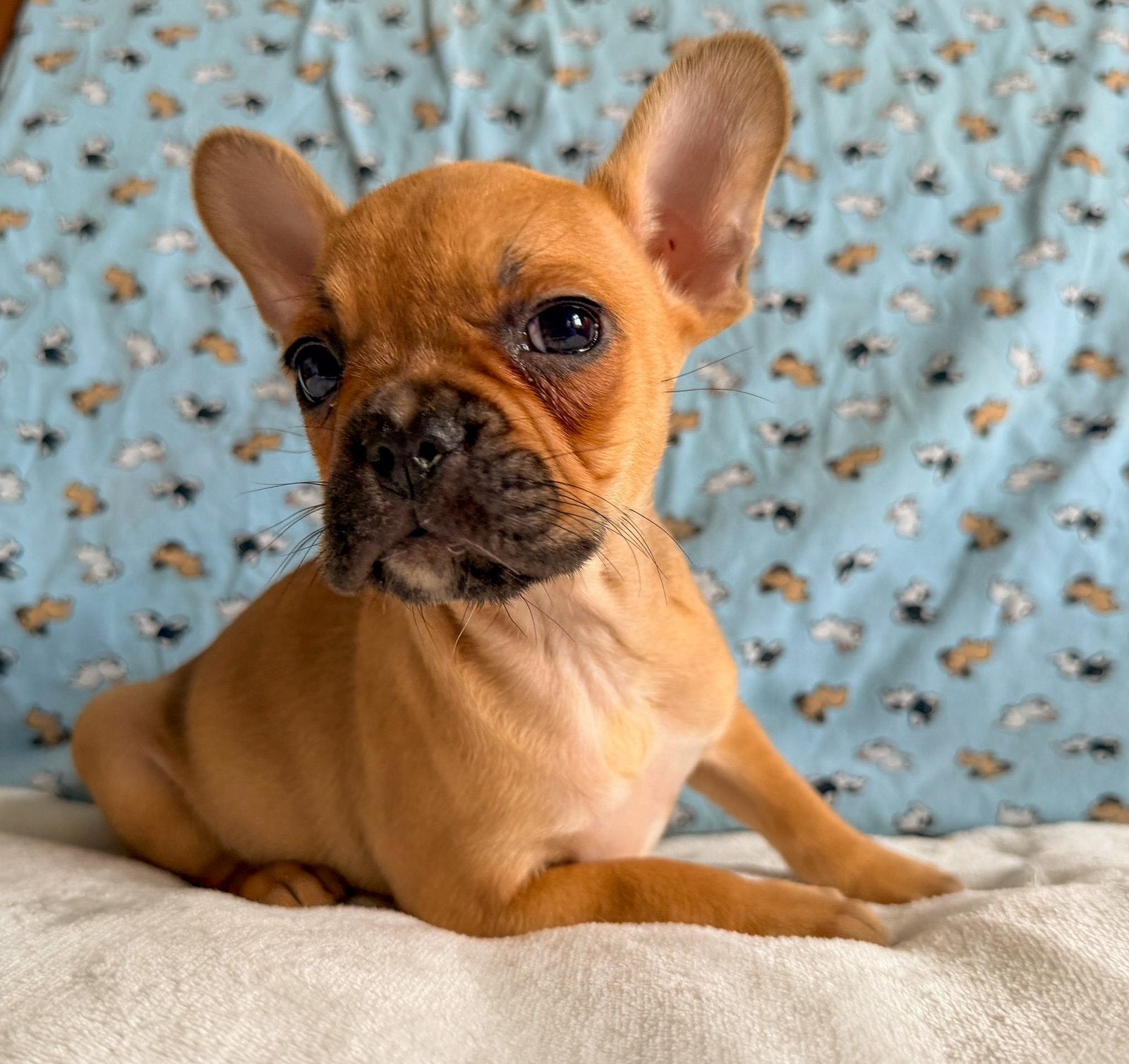 Franse bulldog pups met arfe stamboom, Parvo, 8 tot 15 weken, Bulldog, Meerdere