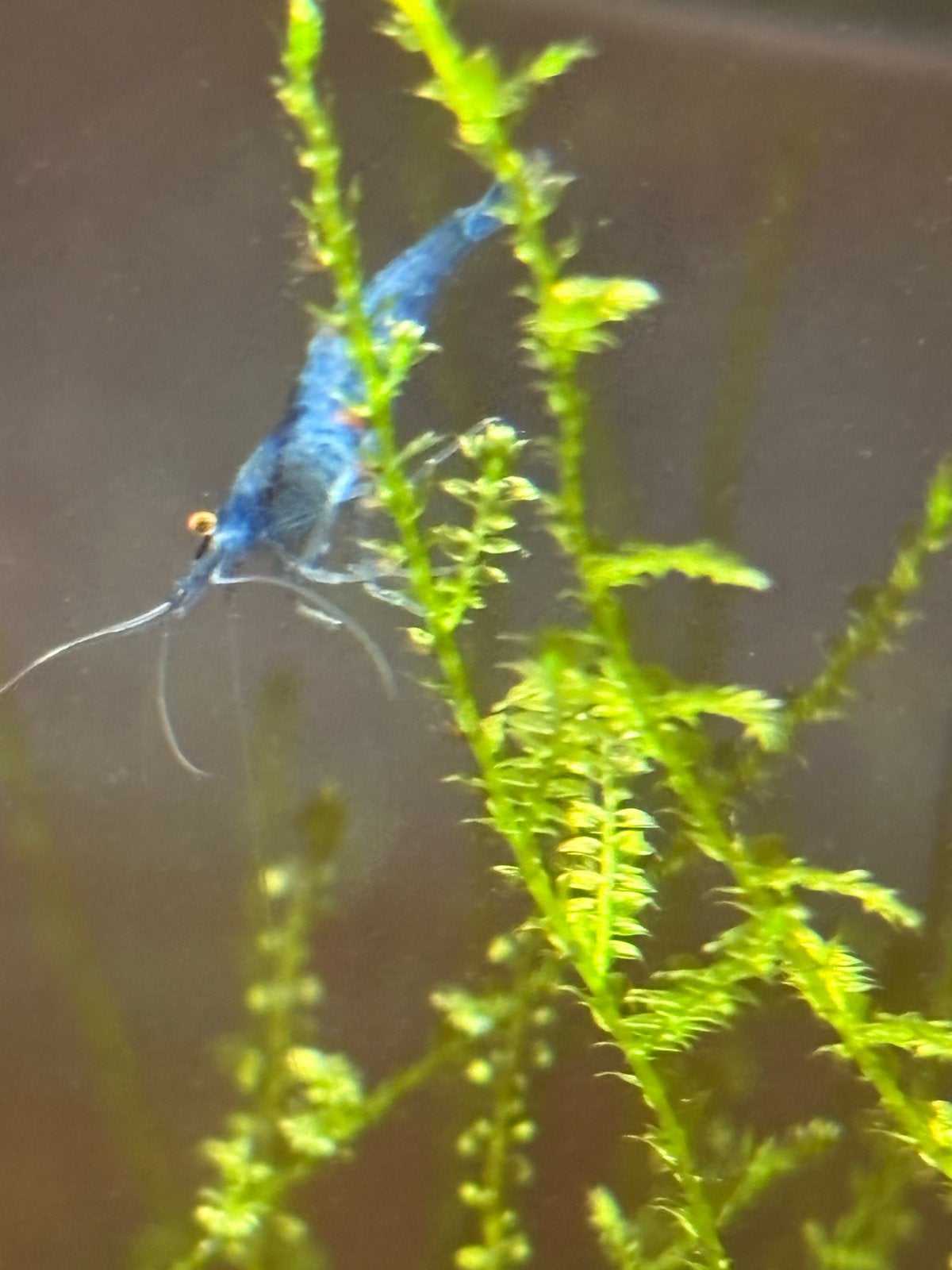 Aquarium, Ophalen, Pomp, Zo goed als nieuw, Gevuld zoetwateraquarium