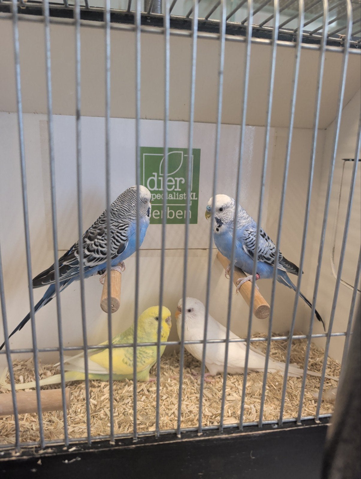 grasparkieten, Dieren en Toebehoren, Vogels | Parkieten en Papegaaien