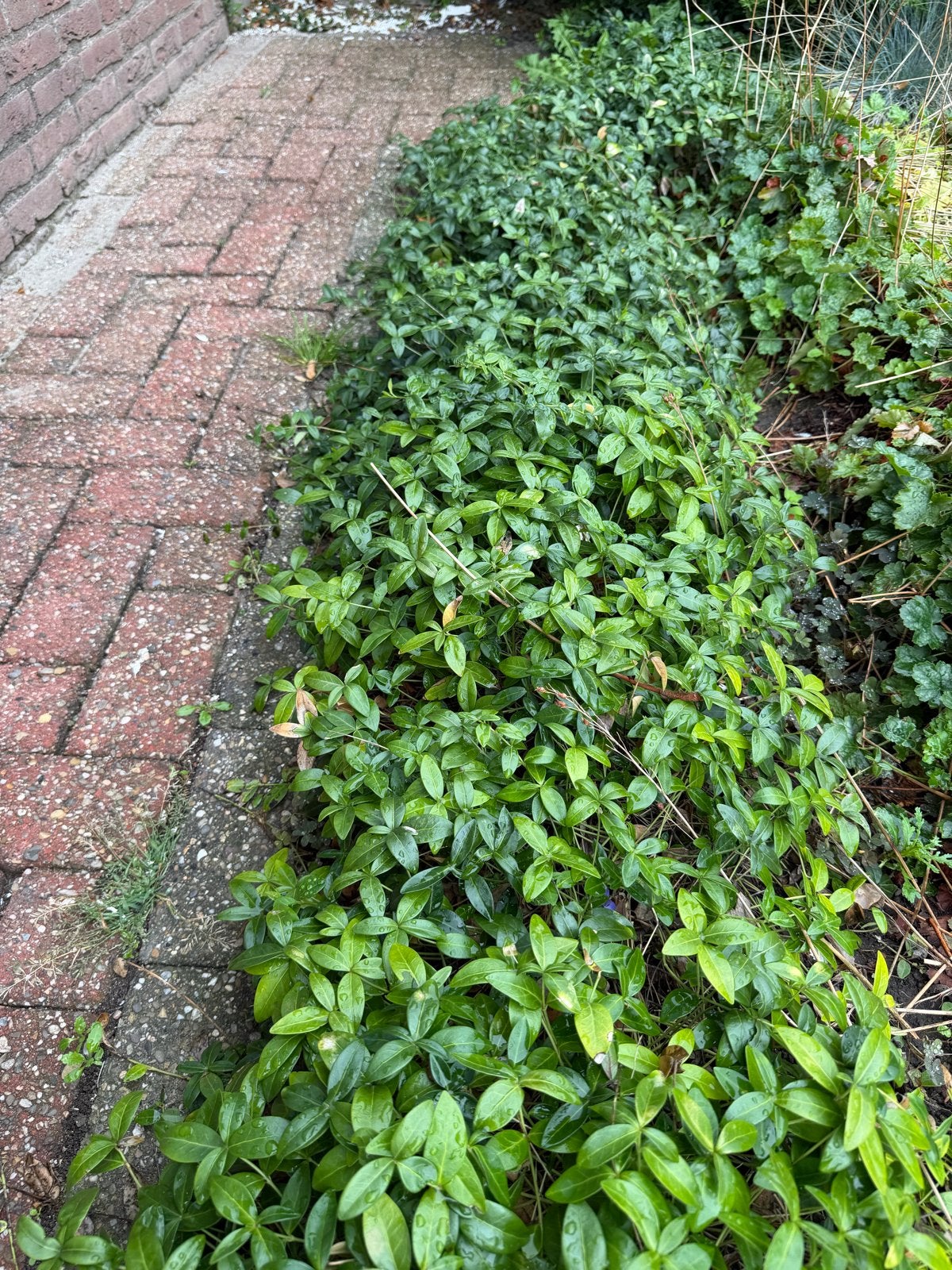 Kleine maagdenpalm (Vinca minor) - ca. 6m², Ophalen, Bodembedekkers, Vaste plant, Halfschaduw