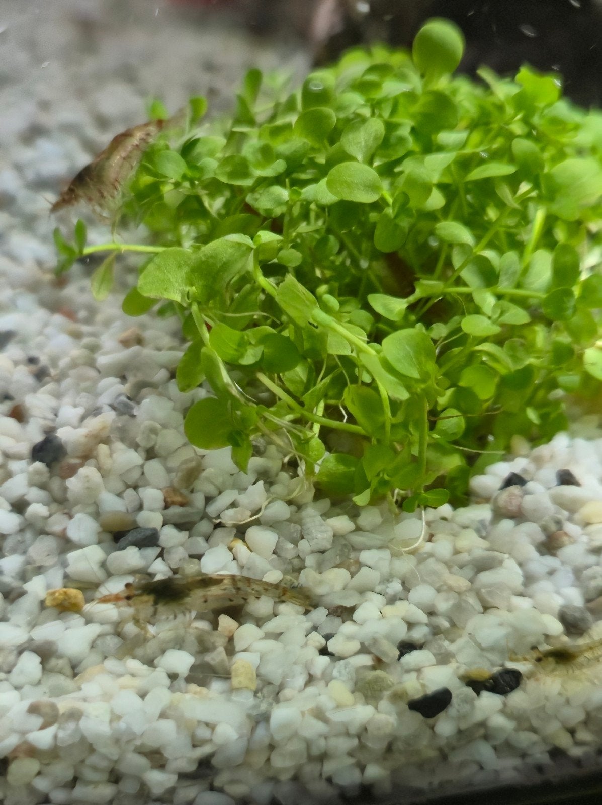 neocardina garnaal, Kreeft, Krab of Garnaal, Zoetwatervis, Schoolvis