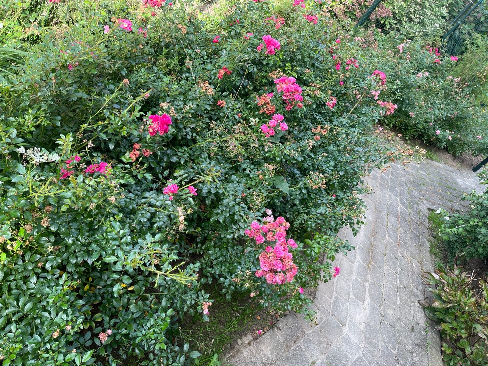 Partij rozen rosa The Fairy bodembedekkers uit eigen tuin, Ophalen, Overige soorten, Minder dan 100 cm