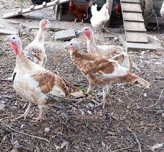 kalkoenen, Dieren en Toebehoren, Kalkoen