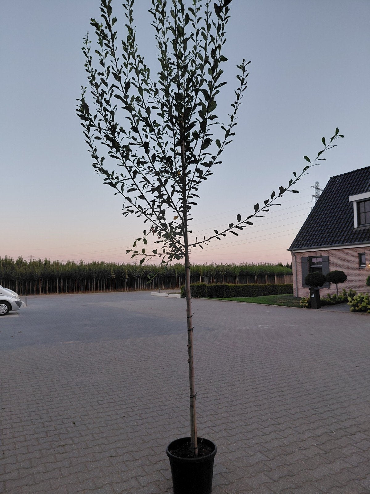 salix caprea (katjeswilg), Overige soorten, Lente, 250 tot 400 cm, Ophalen