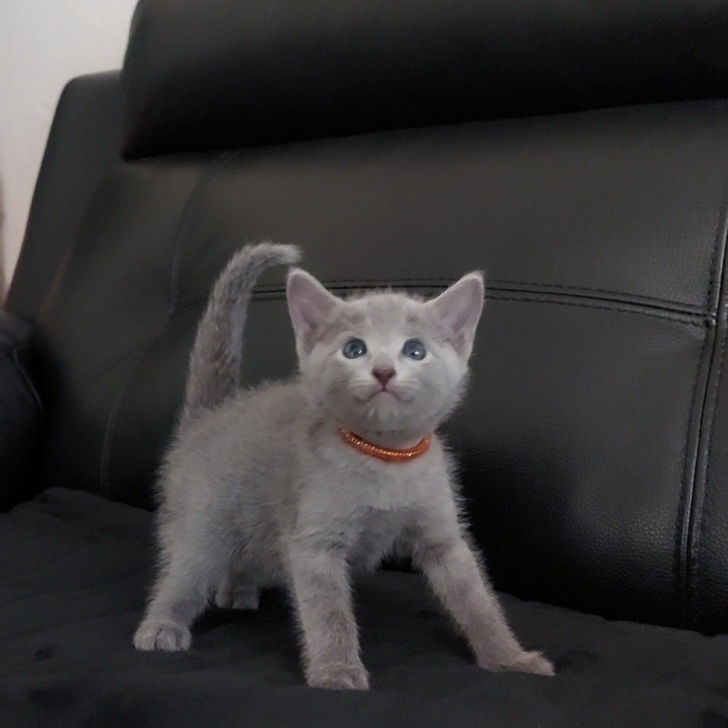 Blauwe Rus Kittens met Stamboom, Dieren en Toebehoren, Katten en Kittens | Raskatten | Korthaar, Meerdere dieren, Met stamboom