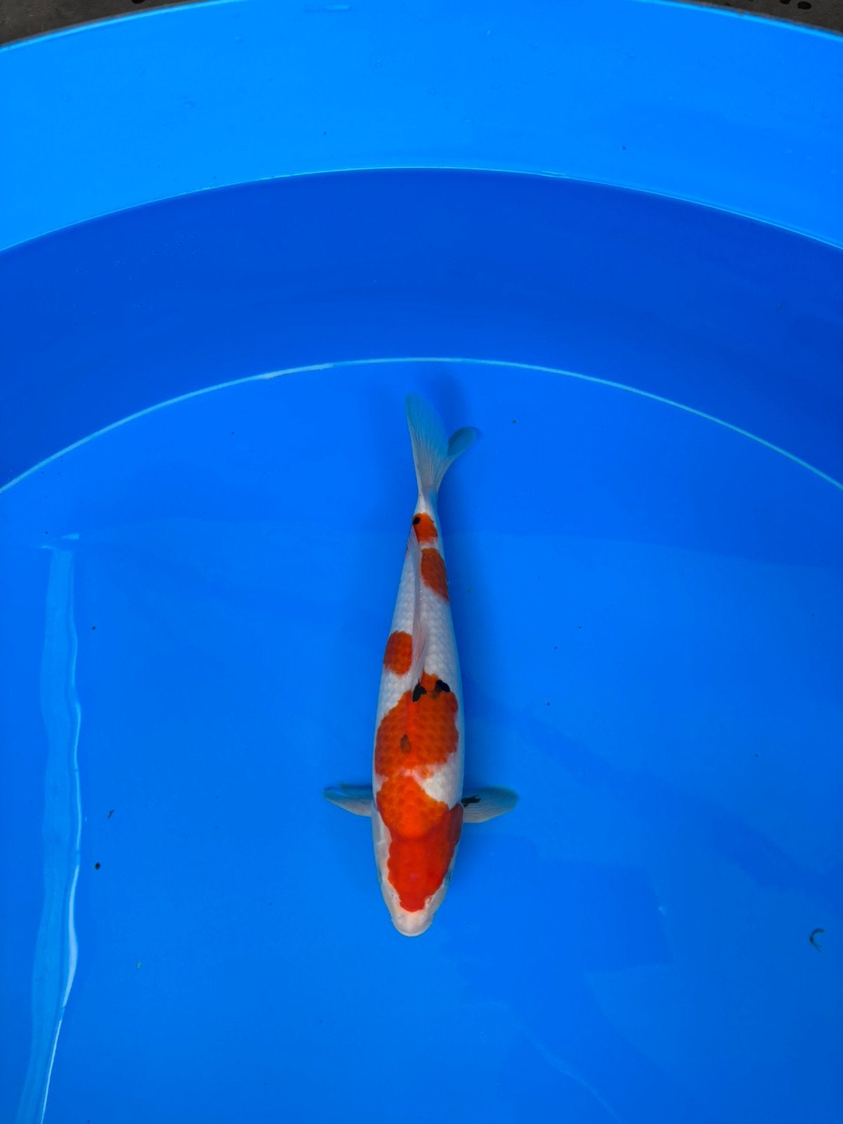 Female sanke taniguchi, Dieren en Toebehoren, Karper of Koi