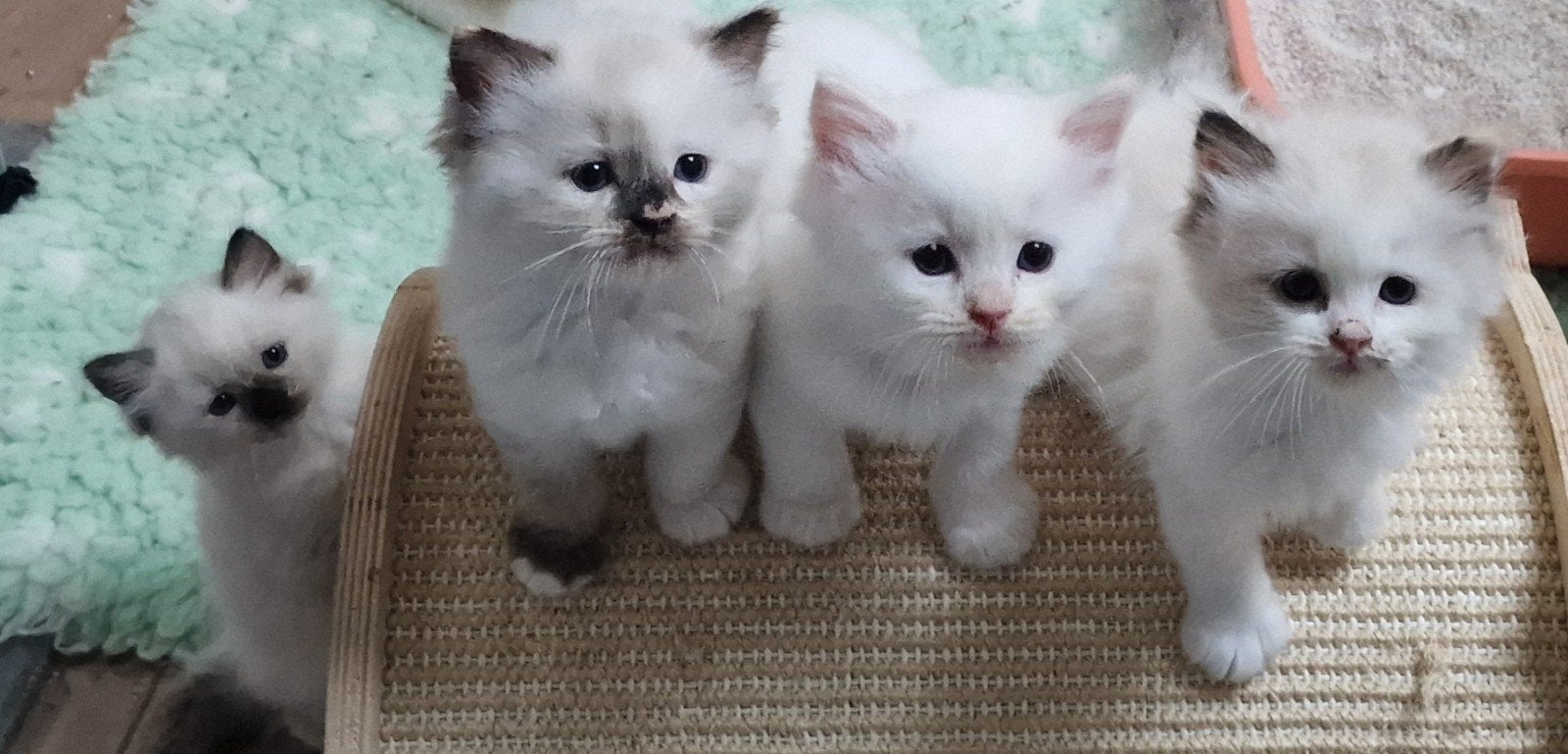 Te koop Stamboom ragdoll kittens, Meerdere dieren