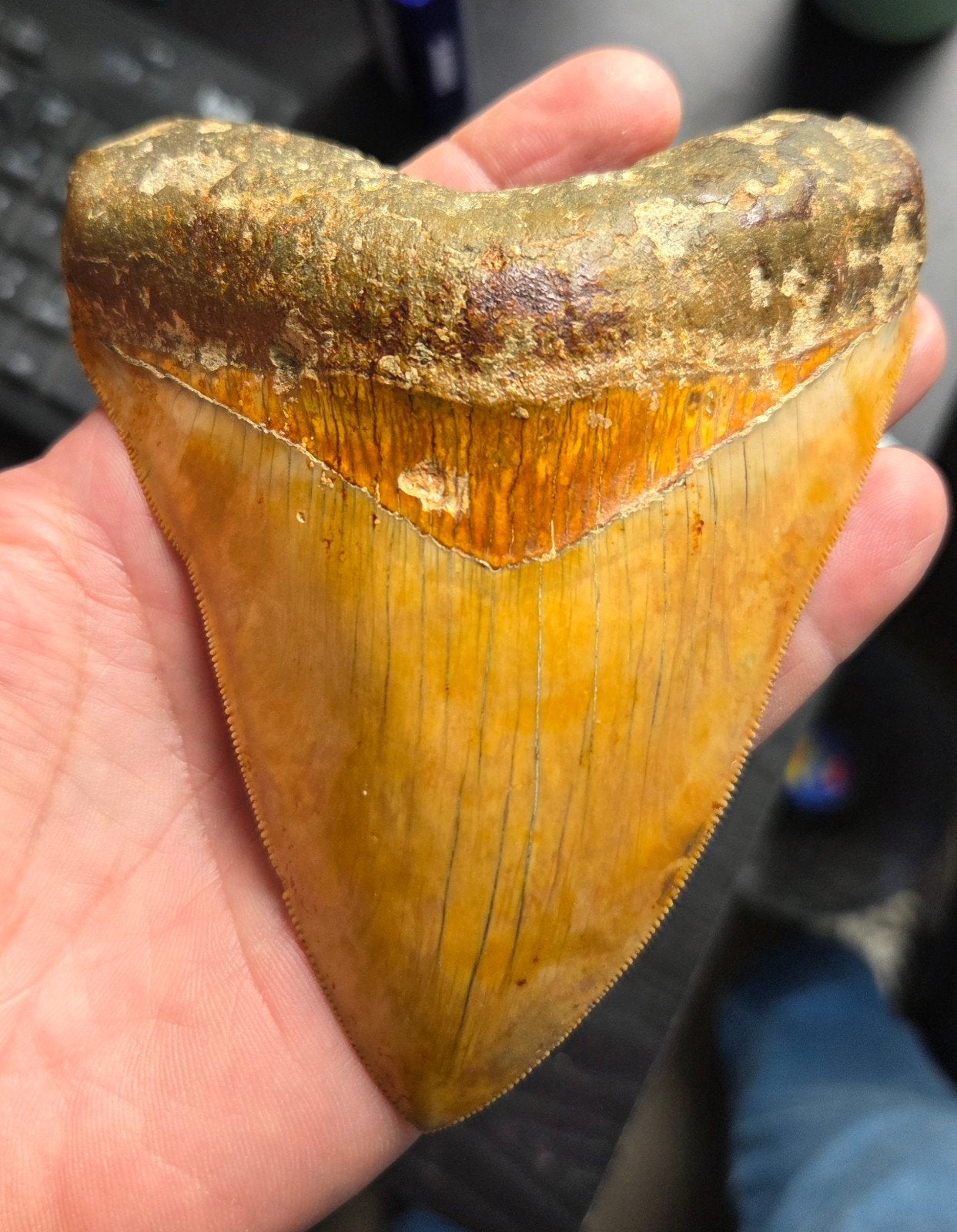 Top kwaliteit megalodon, felle kleuren, Verzamelen, Ophalen of Verzenden, Fossiel