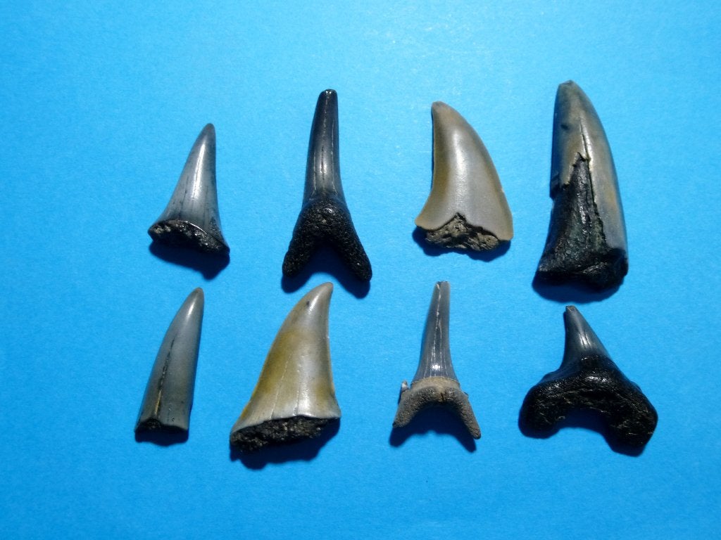 Mooie collectie fossiele haaientanden strandvondst Cadzand!, Ophalen of Verzenden, Fossiel