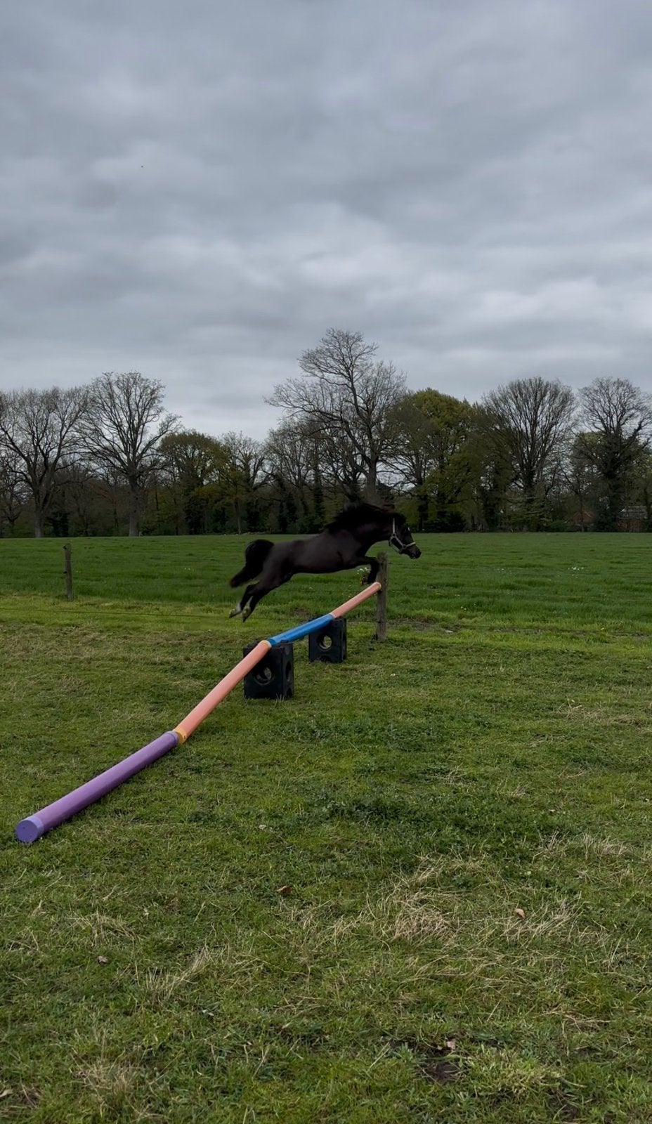 Mini paardje JR Oreo, Dieren en Toebehoren, Ruin, A pony (tot 1.17m), Met stamboom, 3 tot 6 jaar