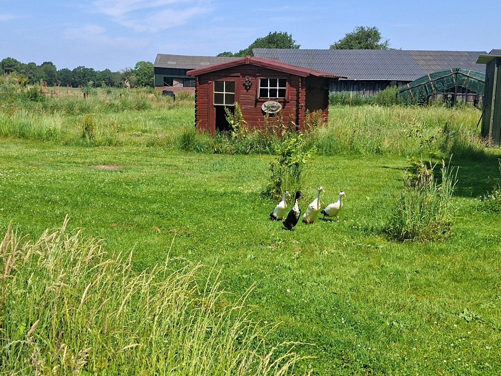 3 mannetjes loopeenden te koop 1.5 jaar oud, Dieren en Toebehoren, Stalling en Weidegang