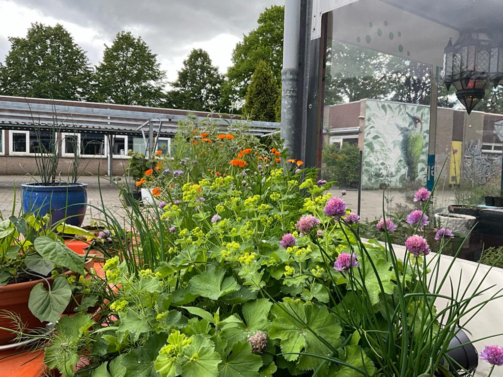 Gezocht: gratis Tuinaarde / Potgrond, Ophalen, Tuinaarde