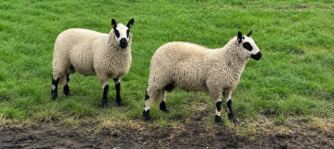 2 kerry hill rammen, Mannelijk, Schaap, 0 tot 2 jaar