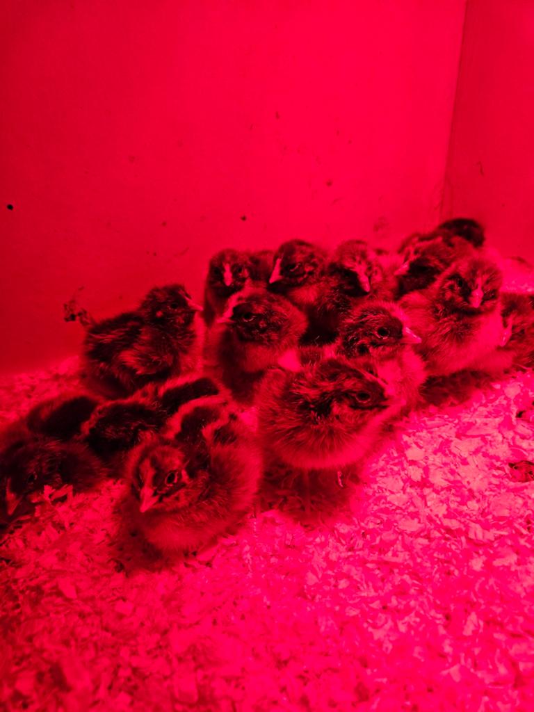 Kuikens barnevelder groot, Dieren en Toebehoren, Pluimvee, Meerdere dieren, Kip