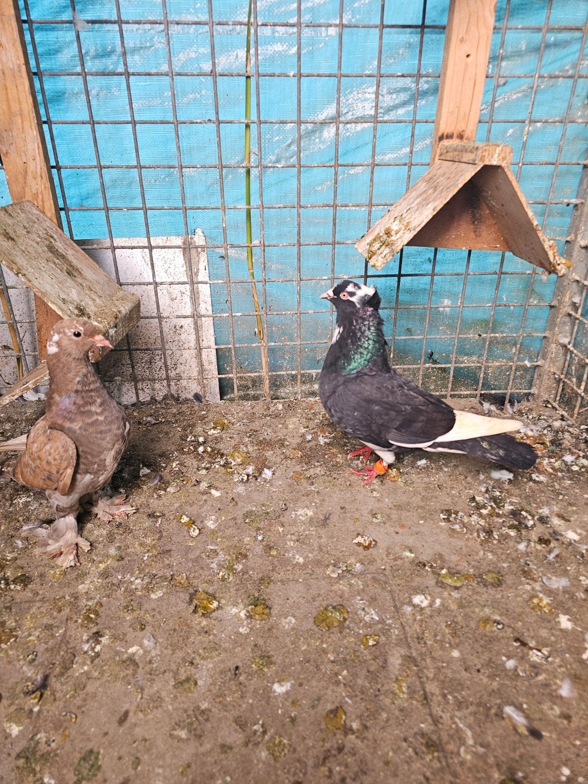een paar duiven te koop, Meerdere dieren, Overige soorten