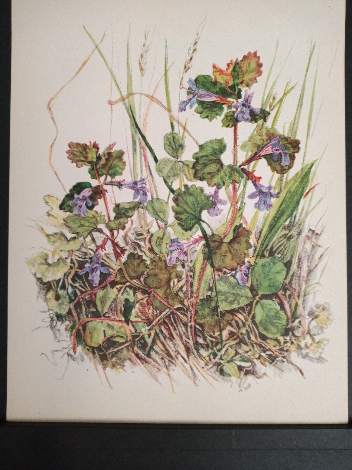 Botanische prent Hondsdraf verder zie omschrijving getekend, Natuur, Verzenden, Zo goed als nieuw, 1940 tot 1960