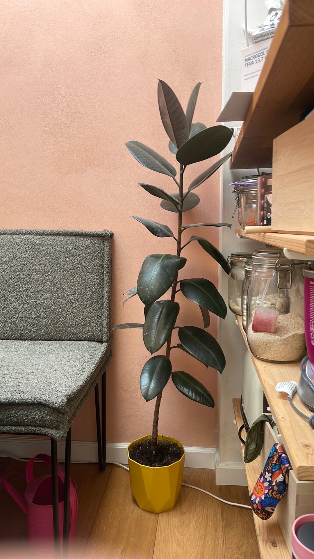 Gratis Rubberboom ca 130cm, Huis en Inrichting, Kamerplanten, Ophalen, Halfschaduw