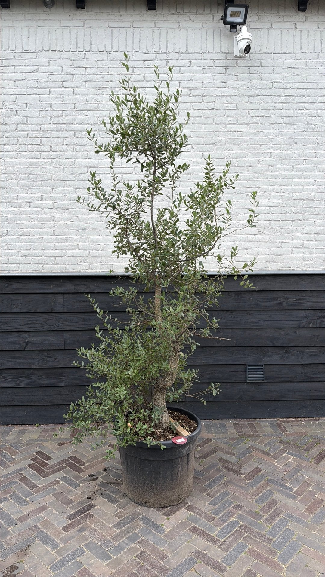 Mooie Meerstammige kurkeik, Overige soorten, 100 tot 250 cm, Zomer, Ophalen