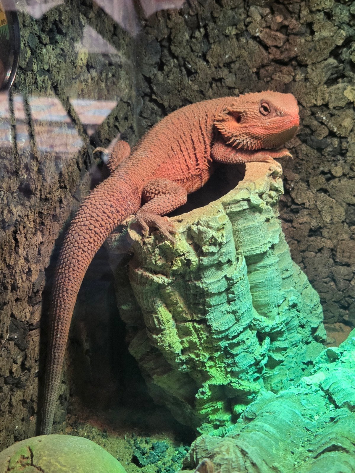 hypo trans full  red monster, Slang, 0 tot 2 jaar