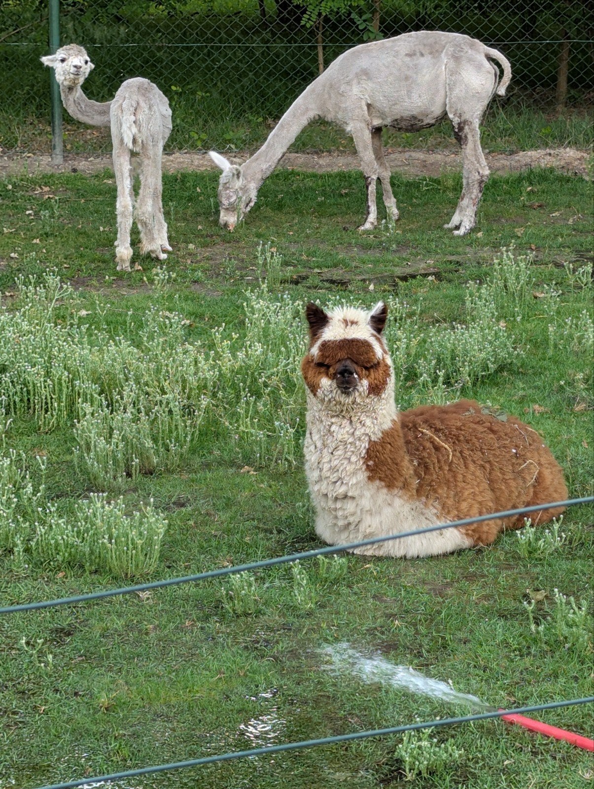 Alpacas wol. zwart, wit en bonte wol van 7 alpacas, Hobby en Vrije tijd, Spinnewielen en Spinnen, Ophalen of Verzenden, Spinwol