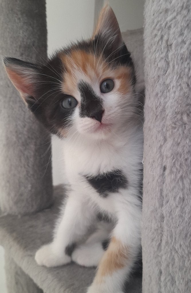 Mooie lieve Ragdoll/Noorse Boskat/Eur korth kruising kittens, Meerdere dieren, Ontwormd, 0 tot 2 jaar