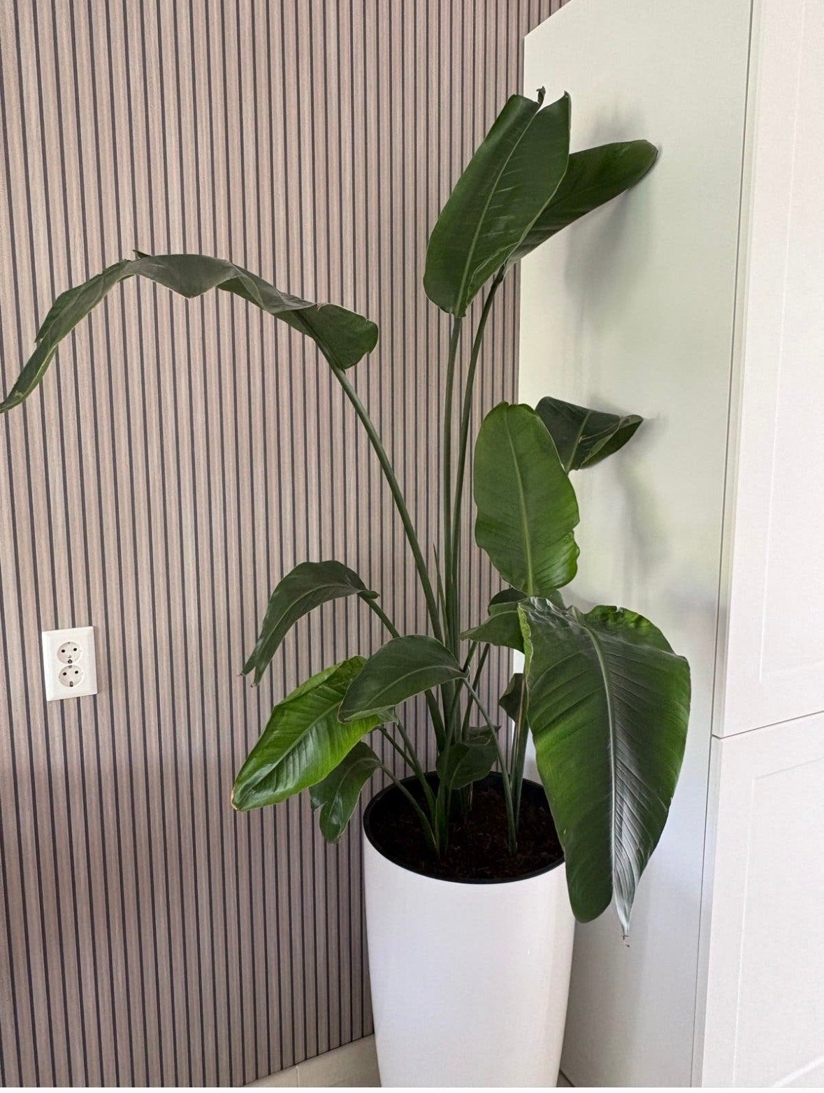 Grote Strelitzia Nicolai, Ophalen, Overige soorten, Halfschaduw, In pot
