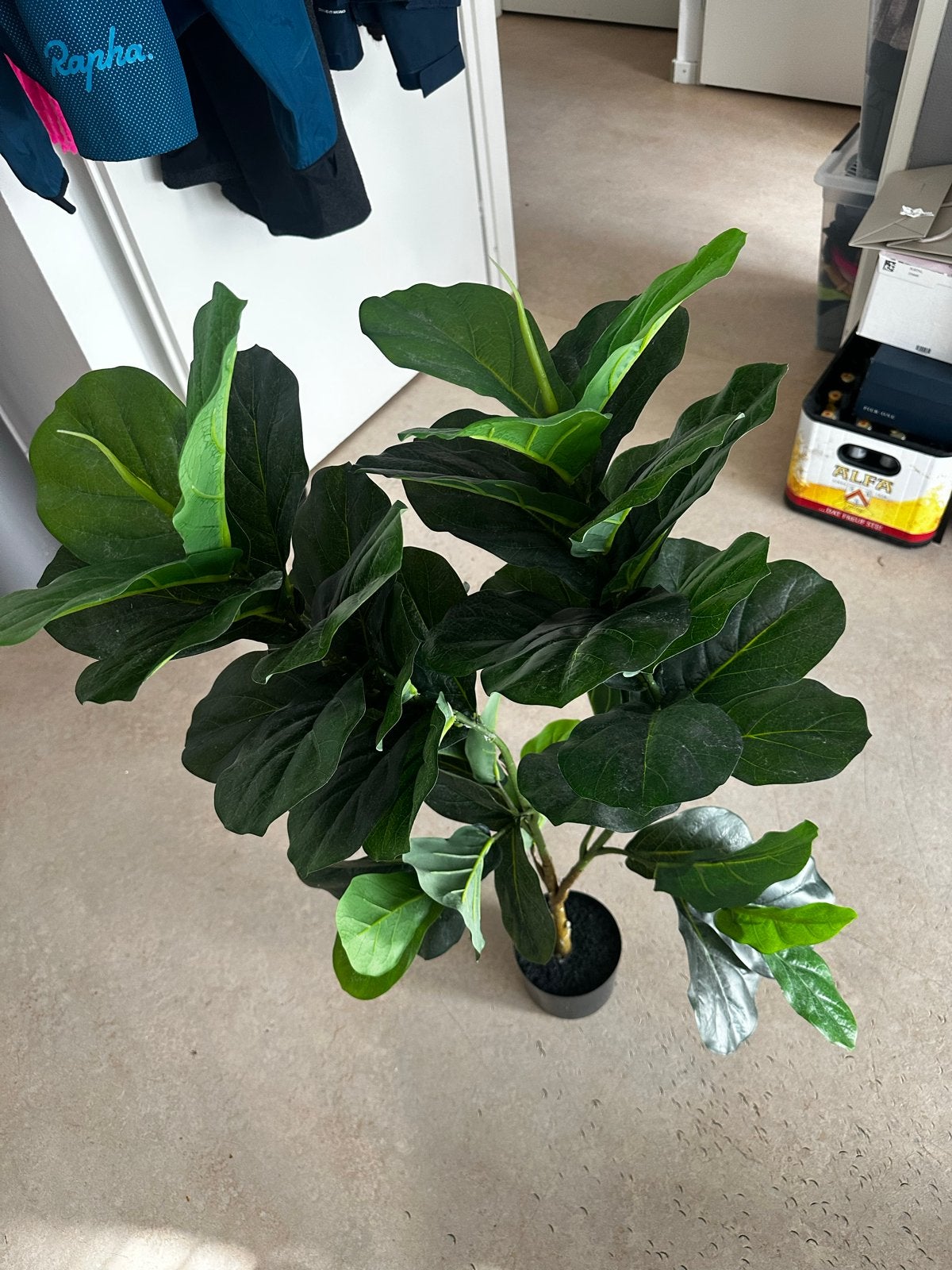 Mooie kunstplant, Ficus Lyrata (Tabaksplant), Ophalen, Binnen, Groen, Kunstplant