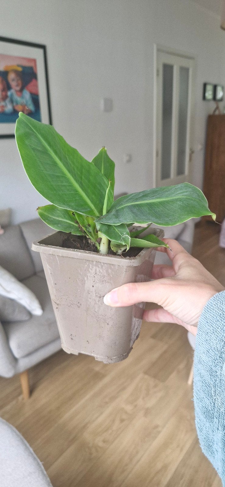 Bananenplant stekjes, Ophalen, Overige soorten, Halfschaduw, Minder dan 100 cm