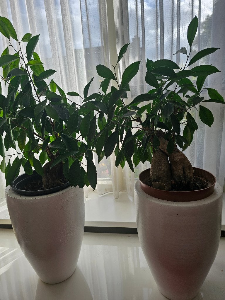 2 stuks Ficus Ginseng incl. binnenpot €12.50 per stuk, Ophalen, Ficus, Halfschaduw, In pot