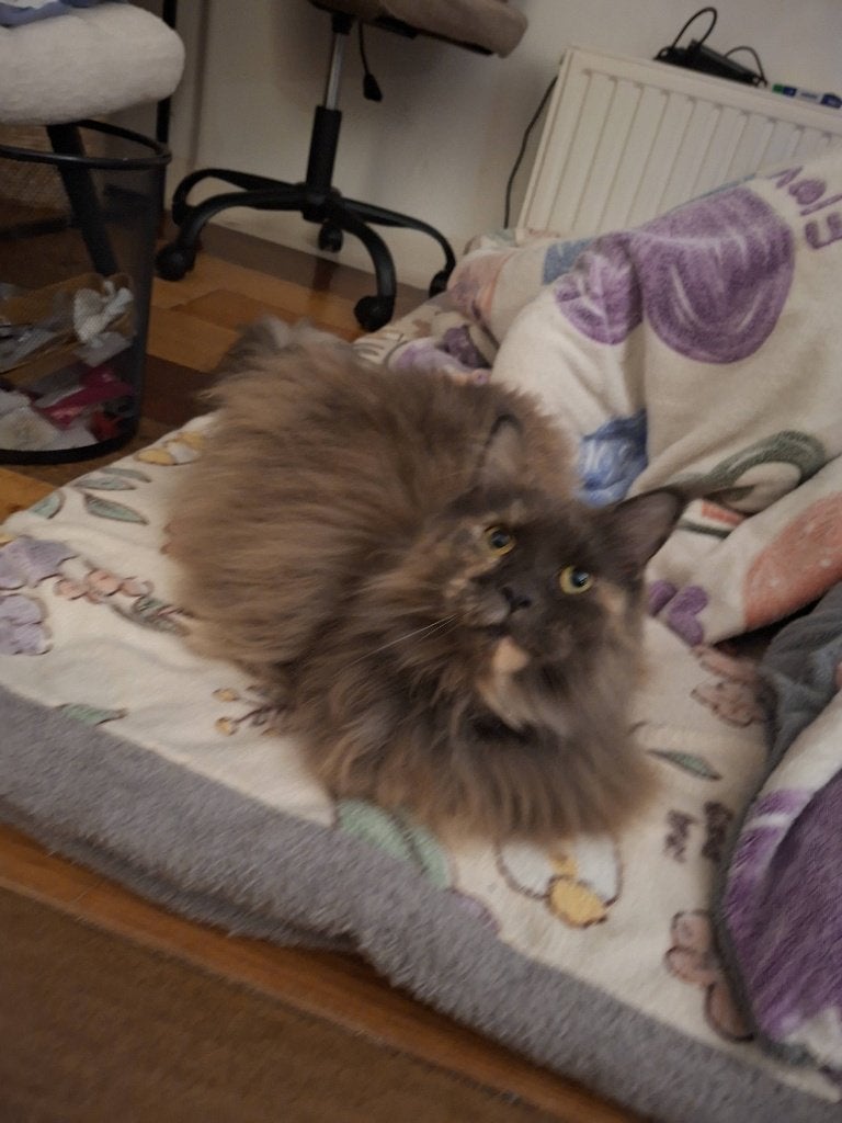 Maincoon 2 gils look new house, Dieren en Toebehoren, Meerdere dieren
