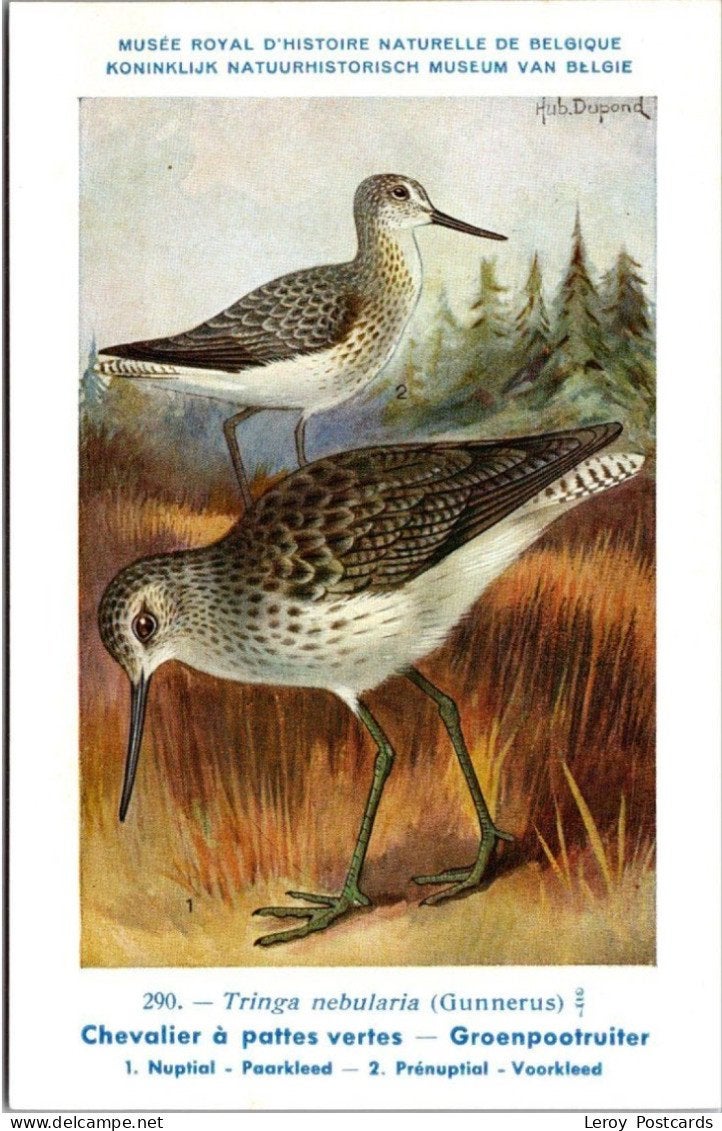 Groenpootruiter / Common Greenshank – Nº 290 – (KBIN / IRSNB, Verzenden, 1940 tot 1960, Ongelopen, Vogel
