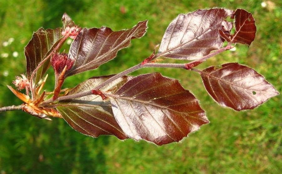rode beukenhaag (Fagus sylviatica 'Atropunicea), Tuin en Terras, Planten | Struiken en Hagen, Verzenden, Beukenhaag, Haag, 100 tot 250 cm