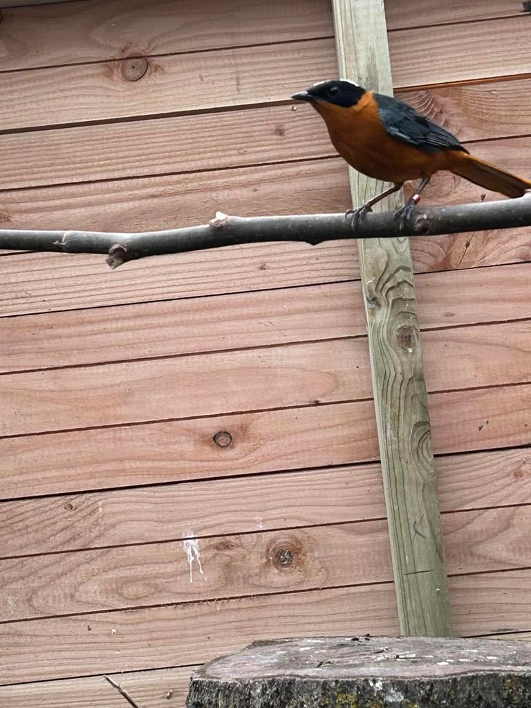 Man sneeuwkruin tapuit mooie vogel, Mannelijk, Geringd
