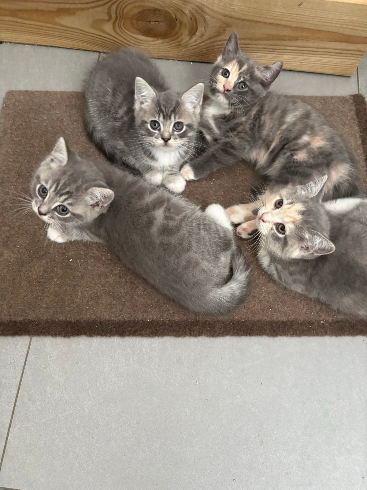 Britekorthaar kittens, Meerdere dieren, Ontwormd, 0 tot 2 jaar