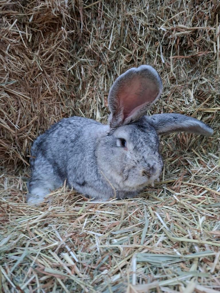 Belgische reus, Dieren en Toebehoren, Mannelijk, Groot, 3 tot 5 jaar