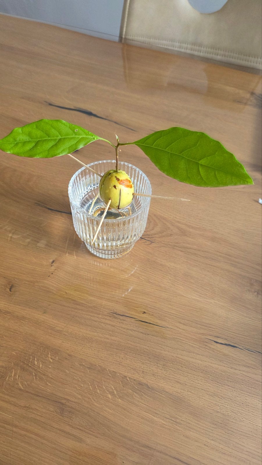 Avocado plant starter - Kweek je eigen avocadoboom!, Vaste plant, Ophalen of Verzenden, Bloeit niet, Halfschaduw