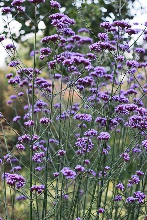 Verbena bonariensis( ijzerhard ), Volle zon, Vaste plant, Zomer, Ophalen