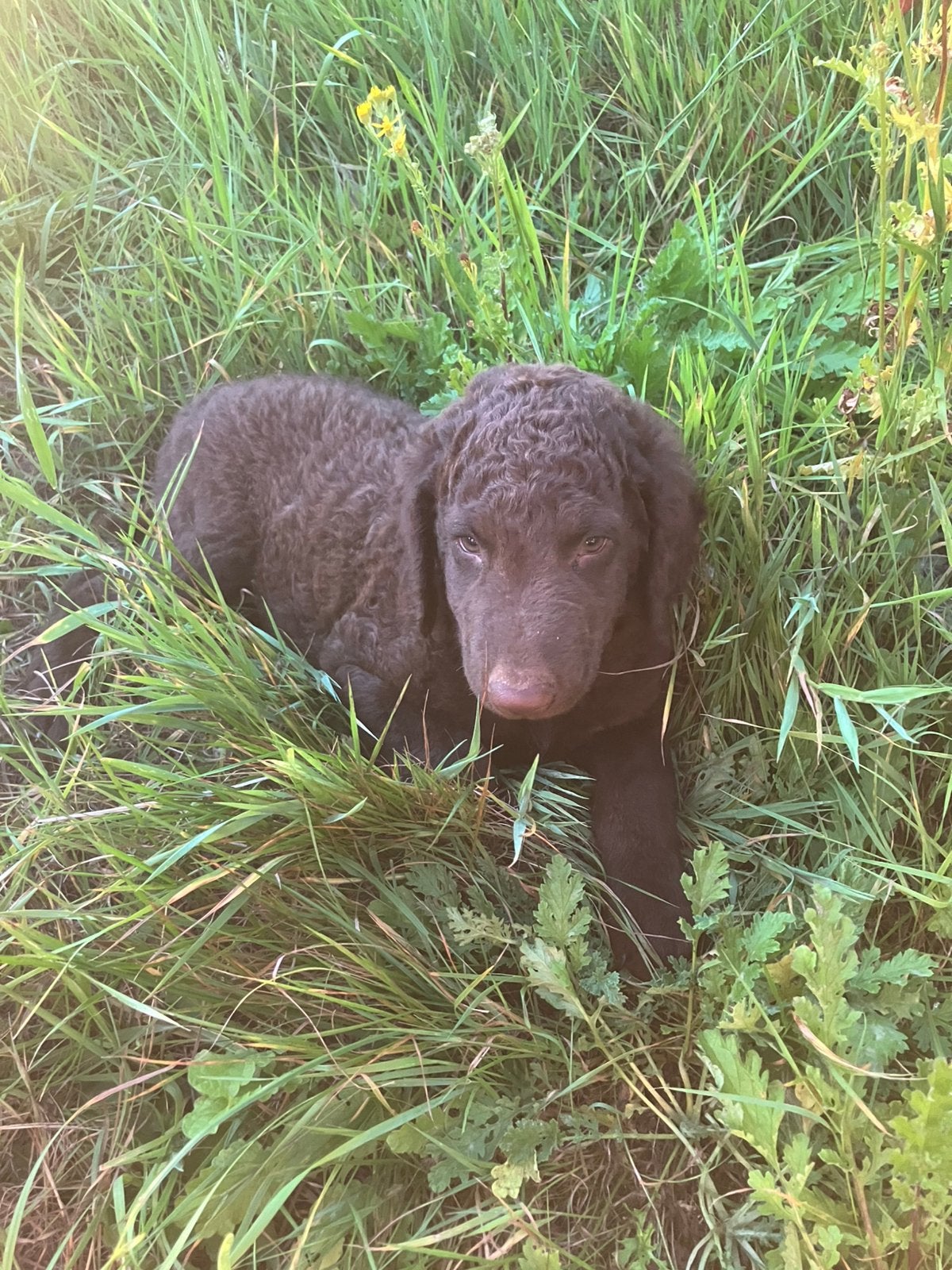Mooie kruising retriever pups, Dieren en Toebehoren, Honden | Retrievers, Spaniëls en Waterhonden, Overige rassen, 8 tot 15 weken