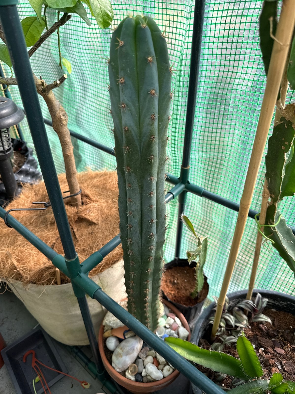 Grote San Pedro Cactus - Ideaal voor verzamelaars, Tuin en Terras, Overige soorten, Volle zon, Vaste plant, Ophalen of Verzenden