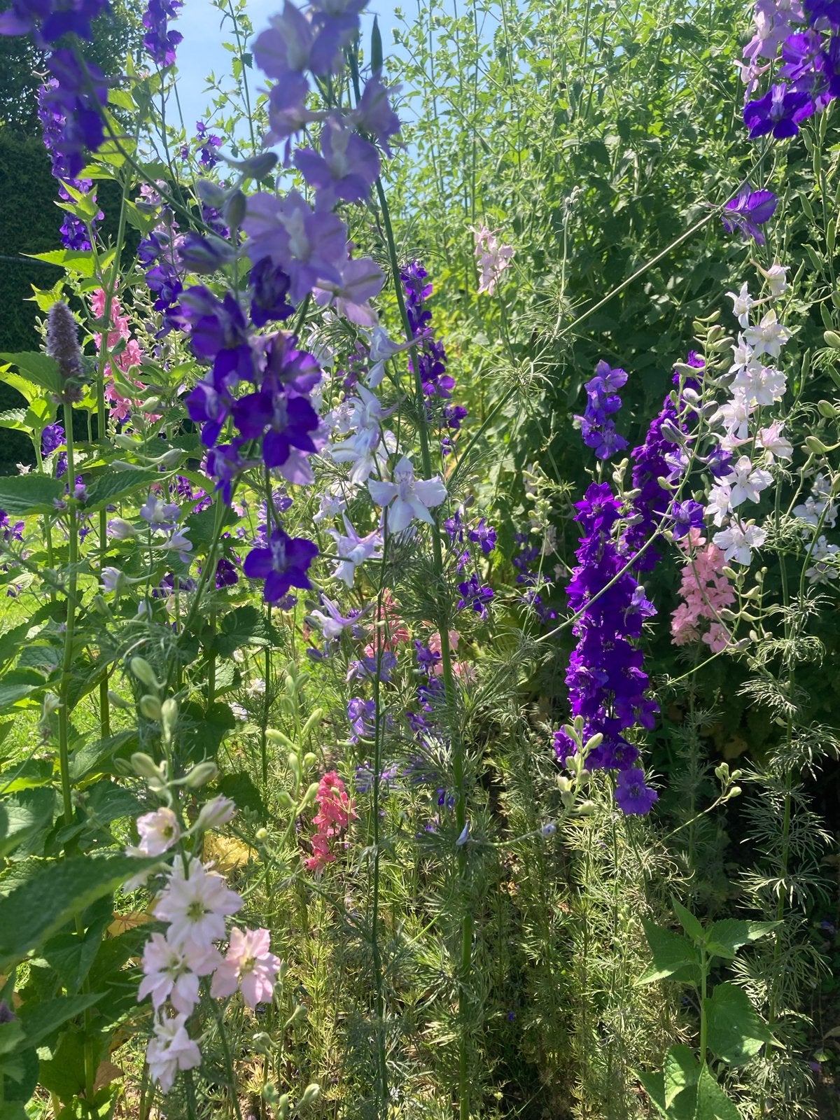 Ridderspoor Zaadjes - Prachtige Bloemen verzenden 1,60, Ophalen of Verzenden, Voorjaar, Volle zon, Zaad