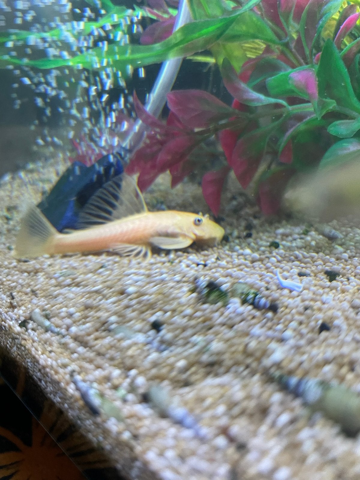 Albino Algeneter en Corydoras Paleatus, Dieren en Toebehoren, Vissen | Aquariumvissen, Vis